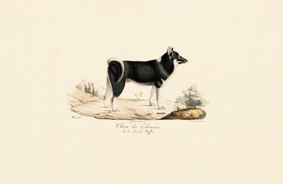 Greenland Dog by Jacques Christophe Werner