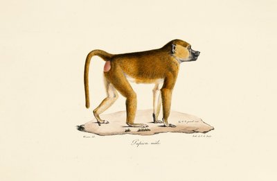 Guinea Baboon (Male) by Jacques Christophe Werner