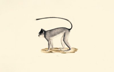 Hanuman Langur by Jacques Christophe Werner