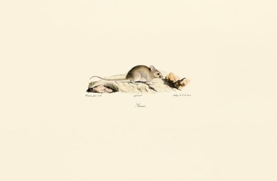 House Mouse by Jacques Christophe Werner