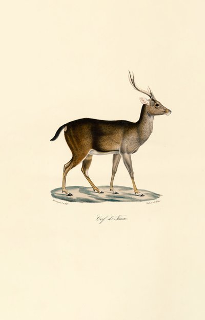 Javan Rusa by Jacques Christophe Werner
