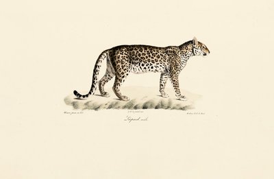 Male Leopard by Jacques Christophe Werner