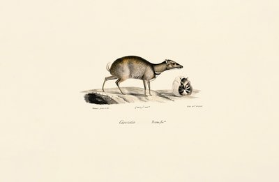 Lesser Mouse-deer by Jacques Christophe Werner