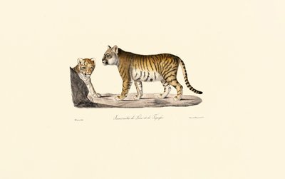 Lion-Tiger Hybrid by Jacques Christophe Werner