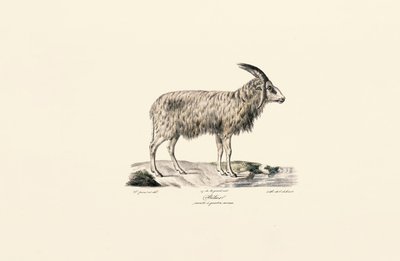 Long-haired Goat by Jacques Christophe Werner