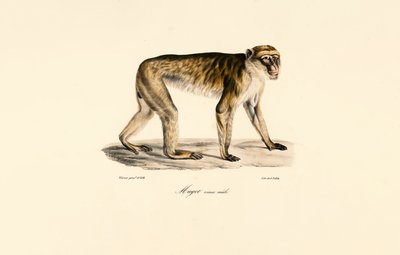 Long-tailed Macaque by Jacques Christophe Werner