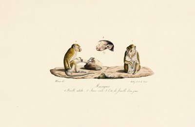 Macaques in Different Age Stages by Jacques Christophe Werner