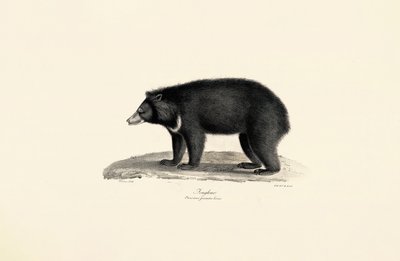 Malayan Sun Bear by Jacques Christophe Werner
