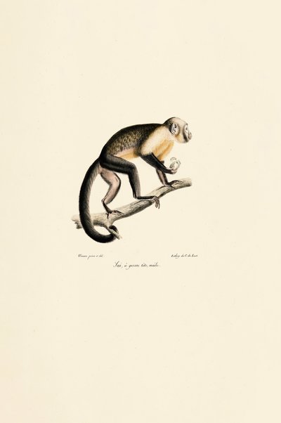 Male Common Squirrel Monkey by Jacques Christophe Werner