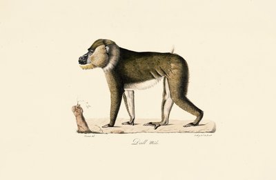 Male Gelada Baboon by Jacques Christophe Werner