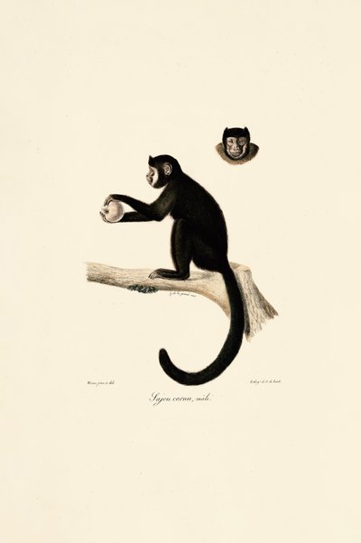 Male Horned Capuchin by Jacques Christophe Werner