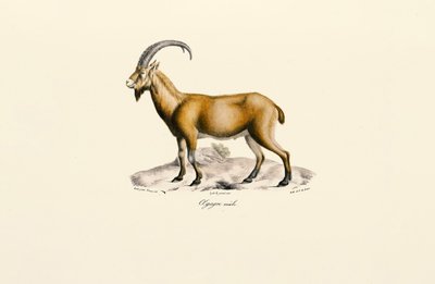 Male Wild Goat by Jacques Christophe Werner