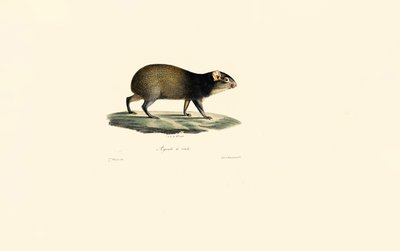 Mexican Porcupine by Jacques Christophe Werner