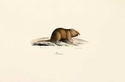 Mole Vole by Jacques Christophe Werner