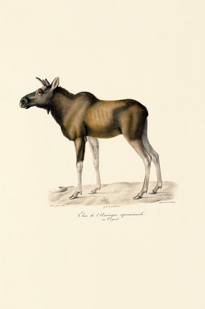Moose by Jacques Christophe Werner
