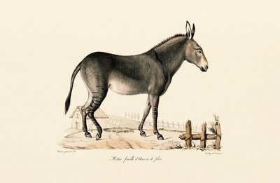 Mule by Jacques Christophe Werner