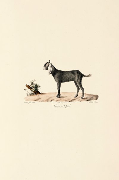 Nepalese Goat by Jacques Christophe Werner
