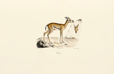North African Gazelle by Jacques Christophe Werner