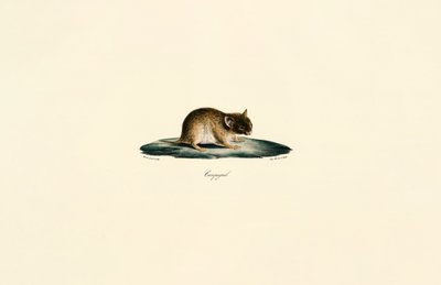 North African Gerbil by Jacques Christophe Werner