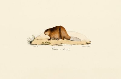 North American Beaver by Jacques Christophe Werner