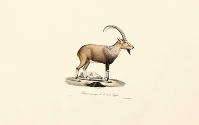 Nubian Ibex by Jacques Christophe Werner