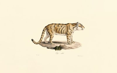 Ocelot by Jacques Christophe Werner