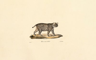 Ocelot by Jacques Christophe Werner