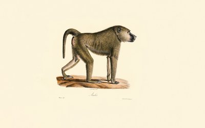 Olive Baboon by Jacques Christophe Werner