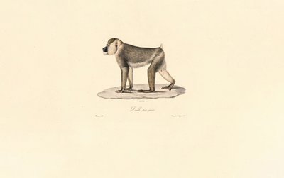 Olive Baboon by Jacques Christophe Werner
