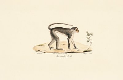 Patas Monkey (Female) by Jacques Christophe Werner