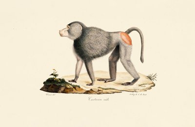 Patas Monkey by Jacques Christophe Werner