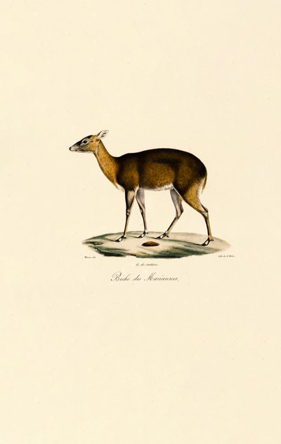 Philippine Spotted Deer by Jacques Christophe Werner