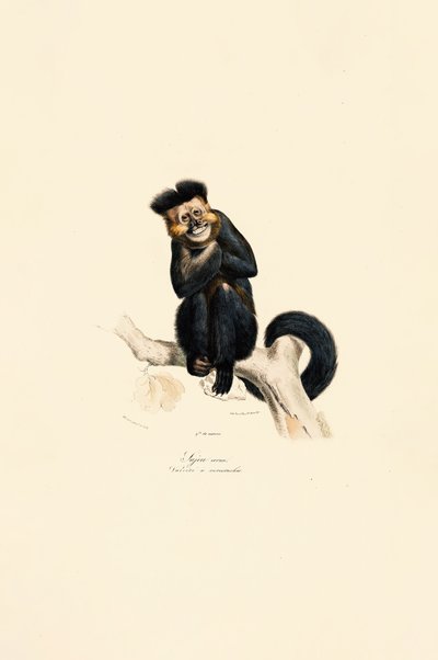 Pileated Gibbon by Jacques Christophe Werner