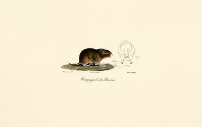 Prairie Vole by Jacques Christophe Werner