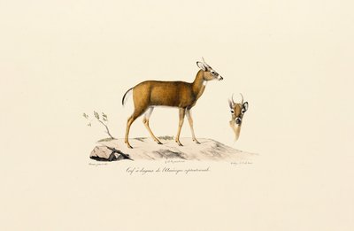 Pronghorn Antelope by Jacques Christophe Werner
