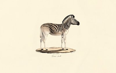 Quagga, Female by Jacques Christophe Werner