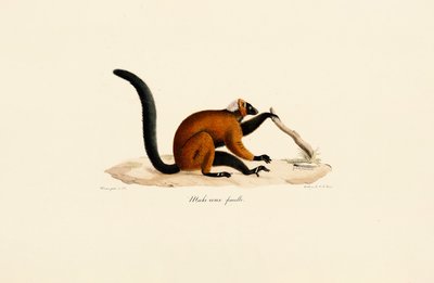 Red-fronted Lemur by Jacques Christophe Werner