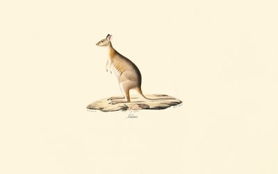 Red-necked Pademelon by Jacques Christophe Werner