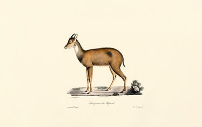 Red Forest Duiker by Jacques Christophe Werner