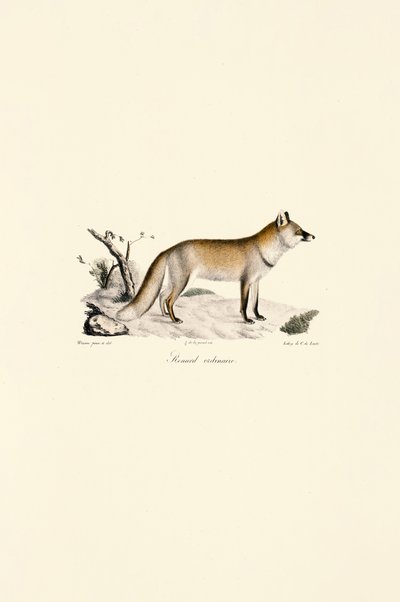 Red Fox by Jacques Christophe Werner