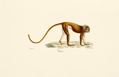 Red Slender Loris by Jacques Christophe Werner