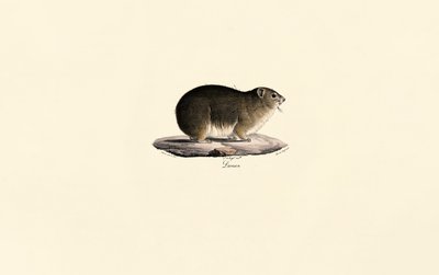 Rock Hyrax by Jacques Christophe Werner