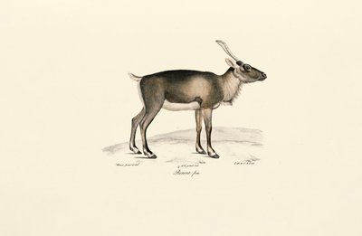 Siberian Musk Deer by Jacques Christophe Werner