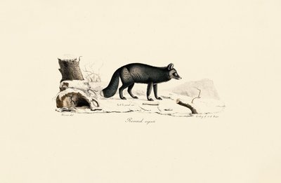 Silver Fox by Jacques Christophe Werner