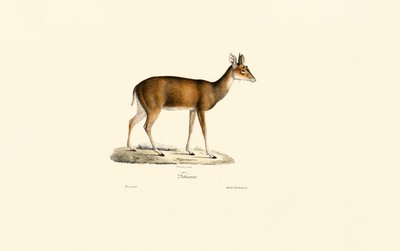 Sitatunga by Jacques Christophe Werner