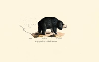 Sloth Bear by Jacques Christophe Werner