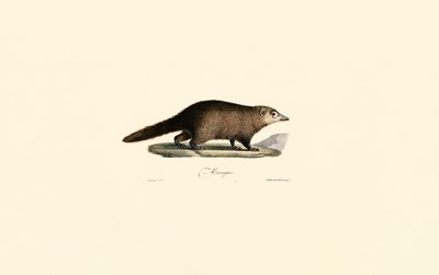 South American Coati by Jacques Christophe Werner