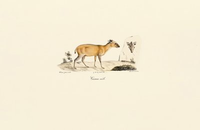South American Deer Species by Jacques Christophe Werner