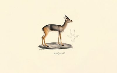 Southern Reedbuck by Jacques Christophe Werner