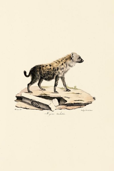 Spotted Hyena by Jacques Christophe Werner